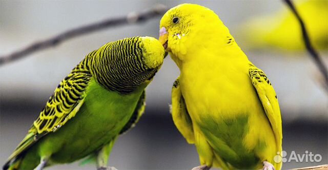 Волнистый попугай