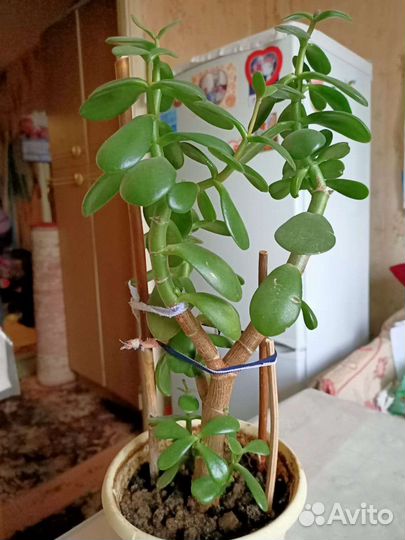 Комнатные цветы