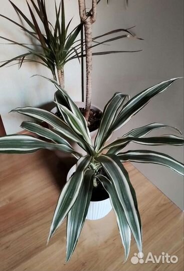 Пальма Драцена, Хамедорея