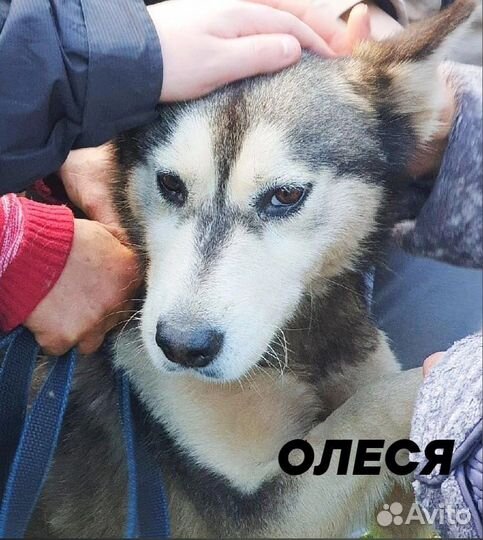Собака хочет домой