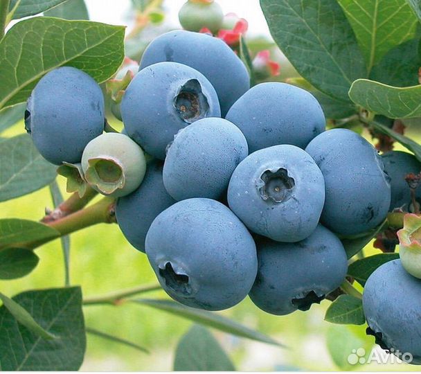 Голубика садовая саженцы 14 сортов