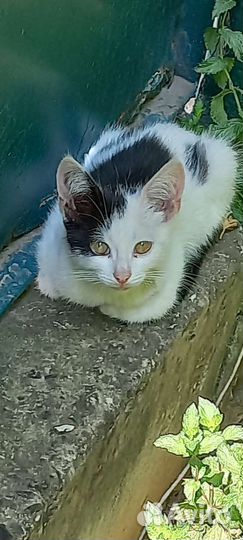 Котята-метисы