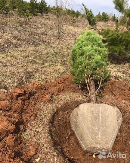 Саженцы Сосны оптом с зкс