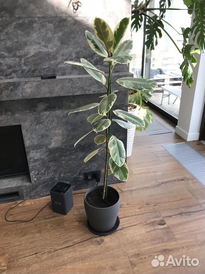 Продам фикусы большие