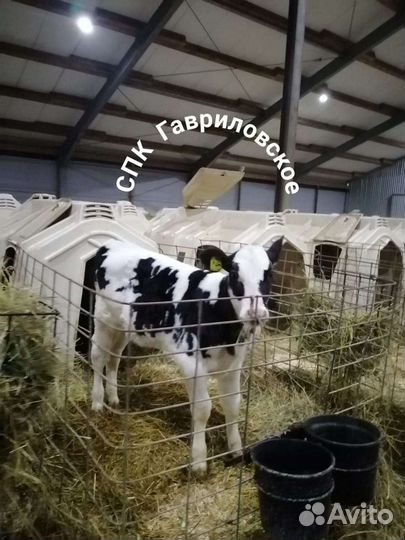 Телята бычки с доставкой