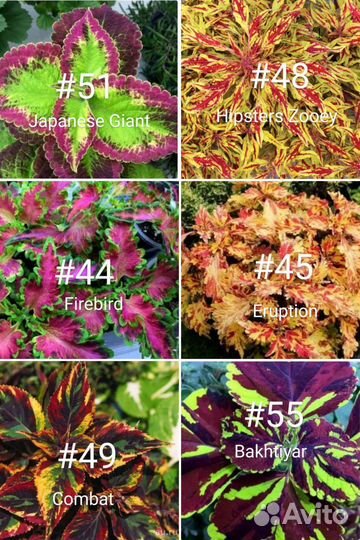 Колеусы сортовые