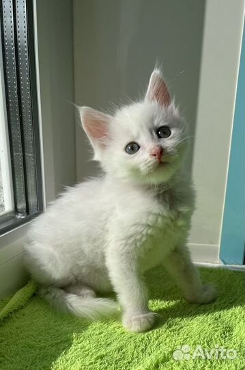 Красивый беленький малыш