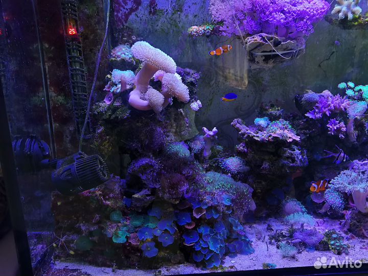 Морской аквариум с рыбками