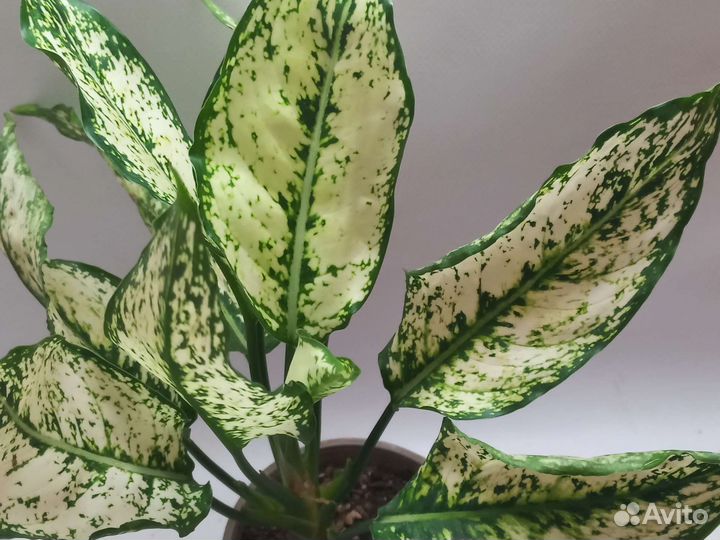Аглаонема вайт киви