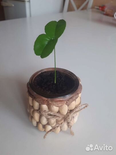 Деревце мандариновое