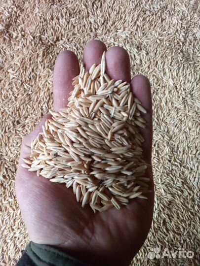 Зерно пшеница ячмень овес