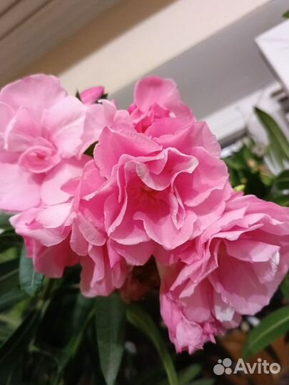 Цветущие олеандр, герань для украшения дома, офиса