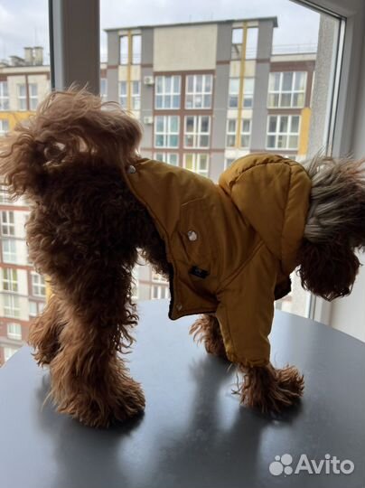 Куртка для собак мелких пород