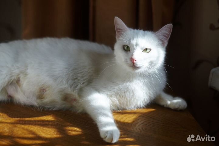 Котик, чисто белый