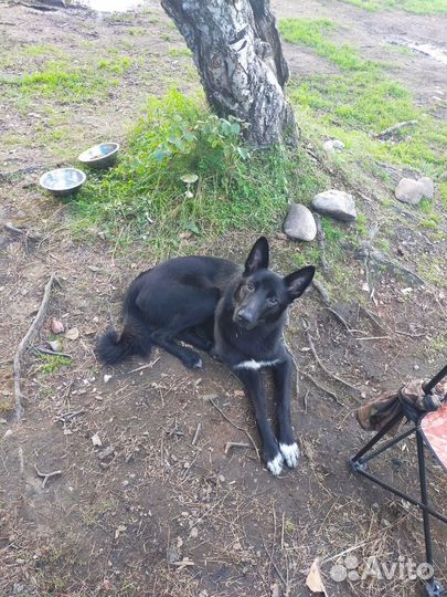 Вязка всл, в поисках подружки