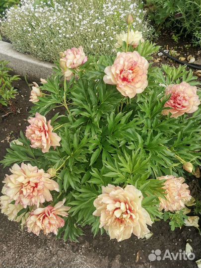 Пионы из сада