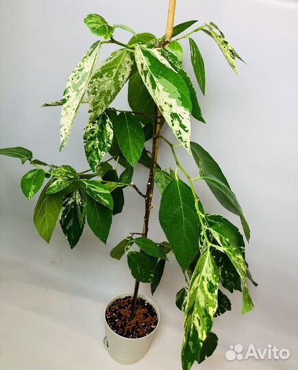 Фикус Эректа вариегатный