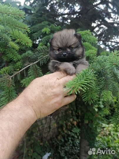 Померанский шпиц mini
