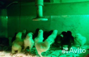 Инкубационное яйцо кур брама