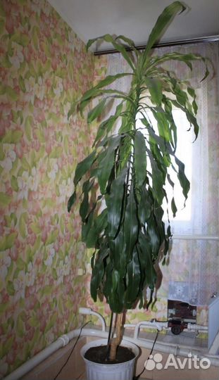 Драцена Душистая 2.80 м