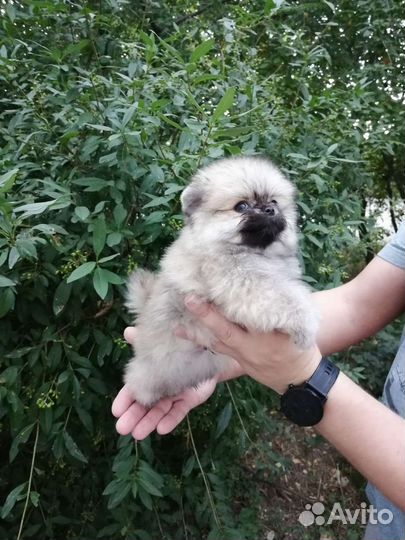 Померанский шпиц
