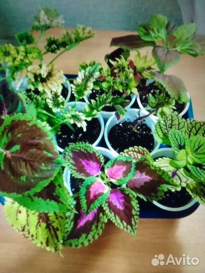 Укорененные колеусы