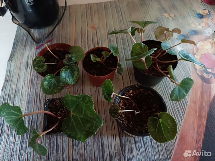 Персидский цикламен