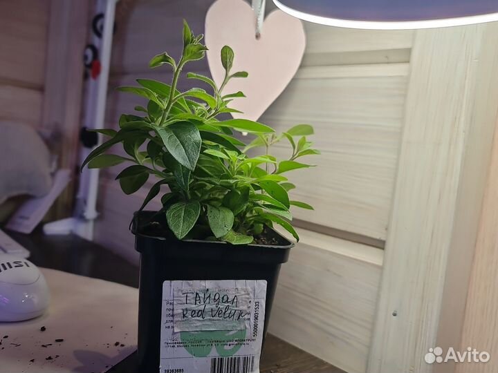 Петуния Тайдал Ред Велюр