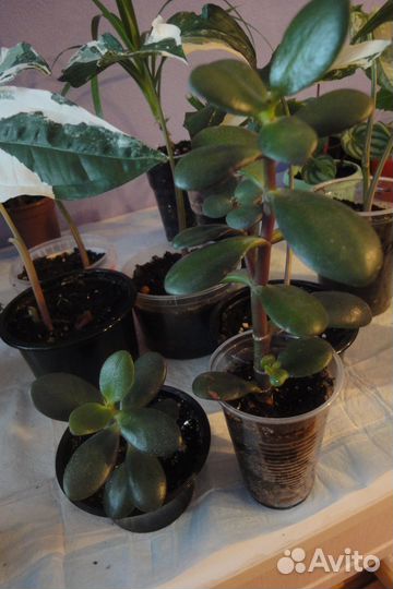 Лоу Райдер Гибискус хлорофитум крассула