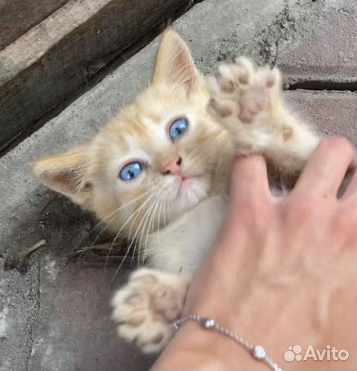 Рыжий котенок в добрые руки