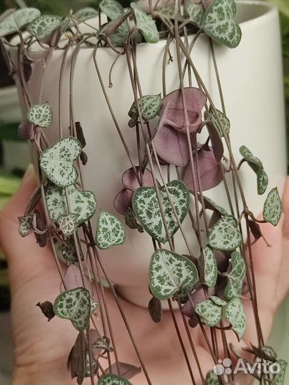 Церопегия Woodii