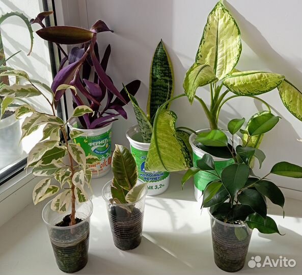 Комнатные растения и цветы