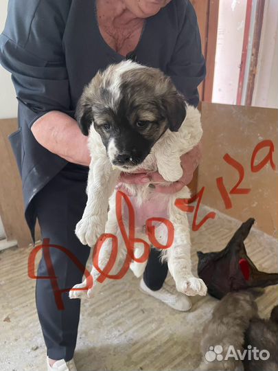 Собака в добрые руки