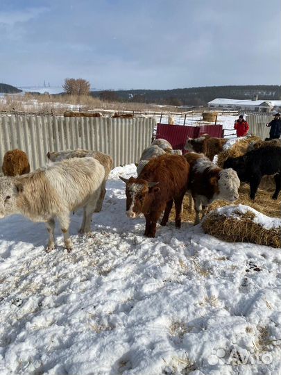 Телята бычки сементалы