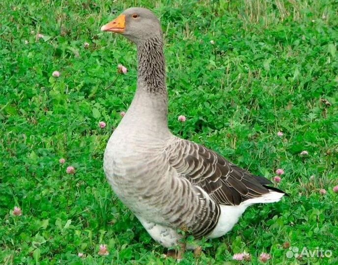 Гусь серый крупный