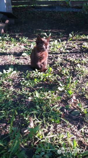 Маленькая девочка ищет дом