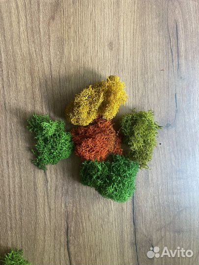 Стабилизированный мох