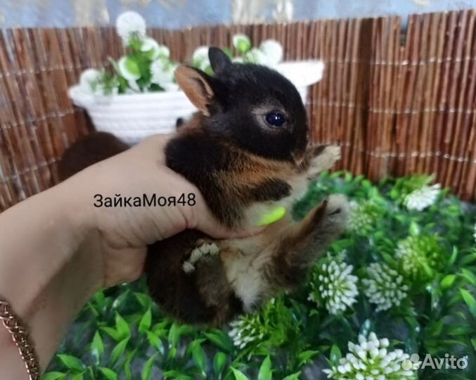 Карликовый кролик