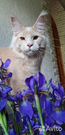 Шикарные котята мейн кун