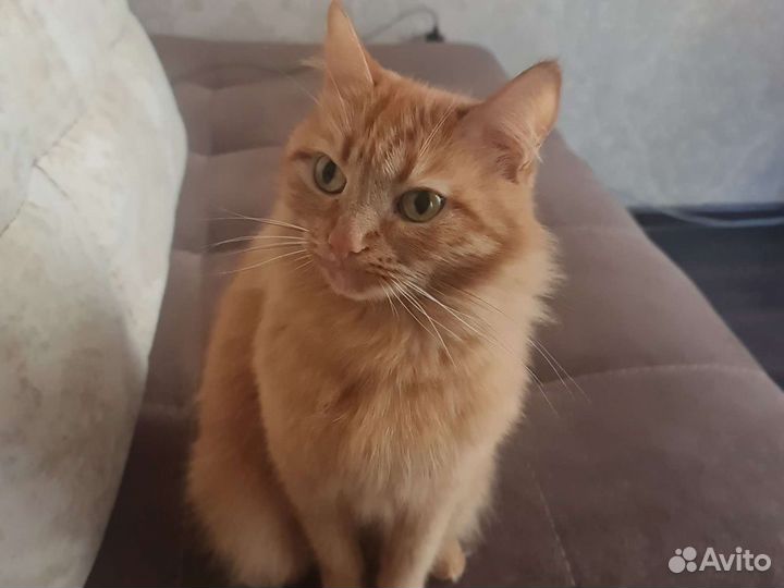 Передержка для кошек