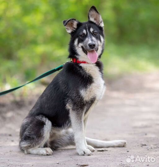 Собака в добрые руки