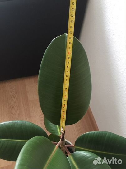 Фикус каучуконосный