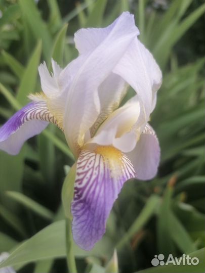 Ирисы бородатые сортовые