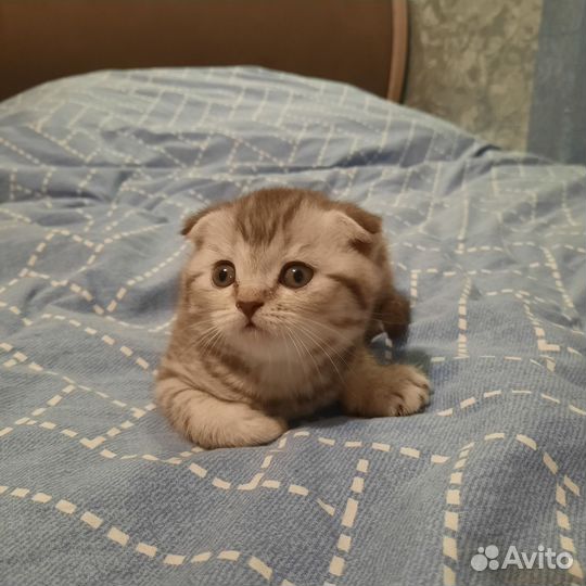 Шотландский вислоухий котенок