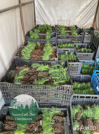 Зкс Сосна сеянцы Ели Лиственницы окс Голуб Горная