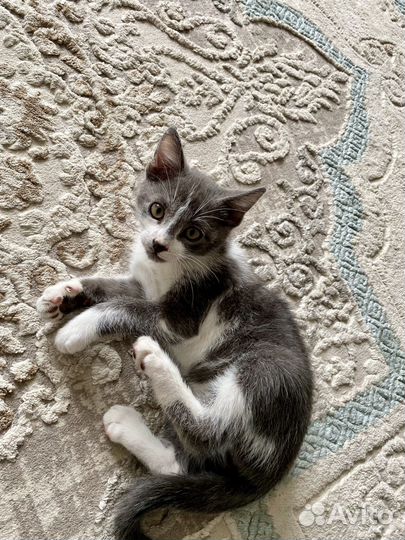 Котенок в добрые руки