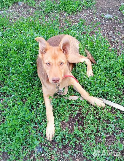 Щенок в добрые руки бесплатно