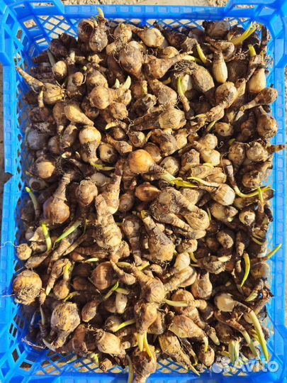 Ассорти нарциссов