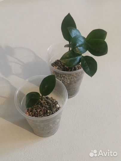 Замиокулькас ростки