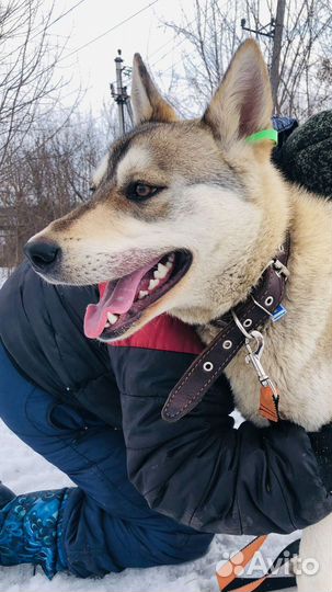 Кобель в добрые руки